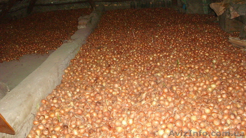 Продам лук штутгартен на выгонку пера - <ro>Изображение</ro><ru>Изображение</ru> #2, <ru>Объявление</ru> #1475685