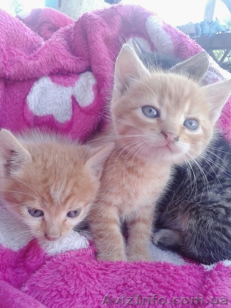 Одам в хорошие руки  котят  - <ro>Изображение</ro><ru>Изображение</ru> #2, <ru>Объявление</ru> #1500175