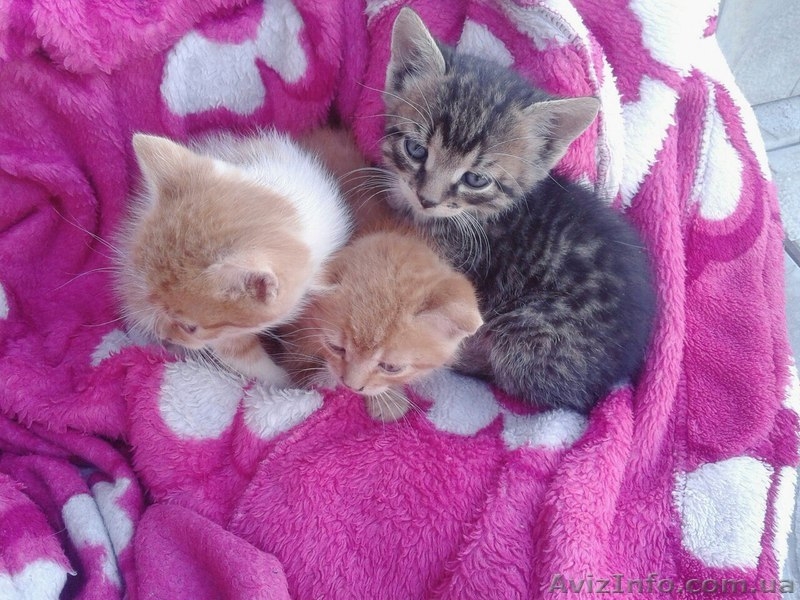 Одам в хорошие руки  котят  - <ro>Изображение</ro><ru>Изображение</ru> #1, <ru>Объявление</ru> #1500175