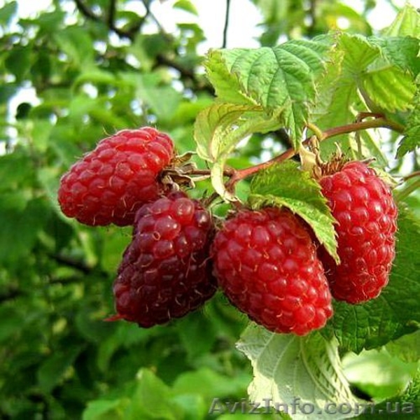 Продажа малины оптом - <ro>Изображение</ro><ru>Изображение</ru> #2, <ru>Объявление</ru> #1575114