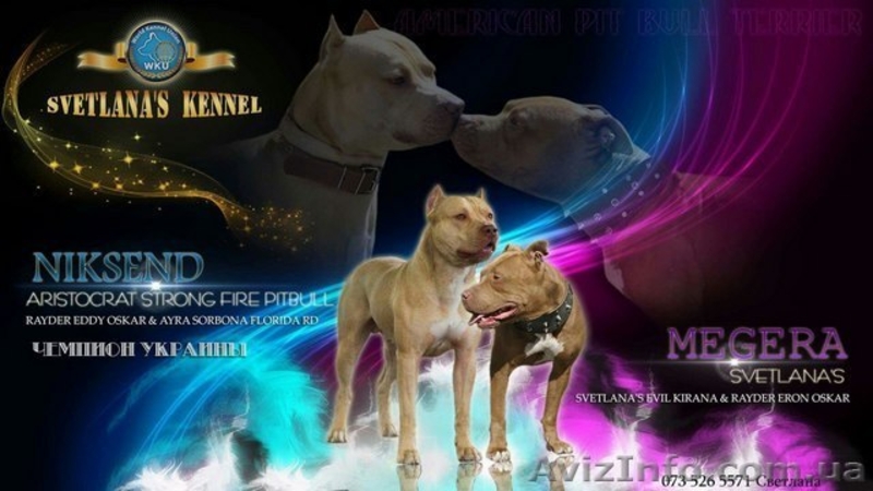 АПБТ, питбуль, ам.пит-бультерьер, щенки, 3 мес., док. ККУ/WKU/ - <ro>Изображение</ro><ru>Изображение</ru> #3, <ru>Объявление</ru> #1594089