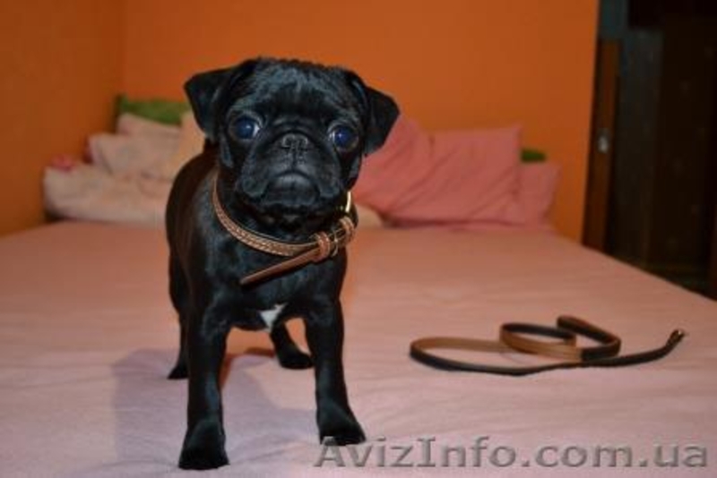 продам собаку мопс щенок порода прививки торг черный документы недорого  - <ro>Изображение</ro><ru>Изображение</ru> #1, <ru>Объявление</ru> #1602947
