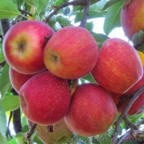 Продам яблоки разных сортов - <ro>Изображение</ro><ru>Изображение</ru> #1, <ru>Объявление</ru> #1639690