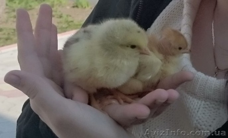 Продаж курчат, каченят та індиченят. - <ro>Изображение</ro><ru>Изображение</ru> #1, <ru>Объявление</ru> #1644026