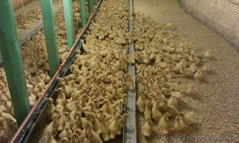 Продаж курчат, каченят та індиченят. - <ro>Изображение</ro><ru>Изображение</ru> #3, <ru>Объявление</ru> #1644026