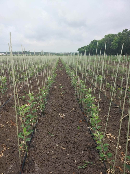 POLYARM - опоры и колышки для ваших растений - <ro>Изображение</ro><ru>Изображение</ru> #2, <ru>Объявление</ru> #1703355